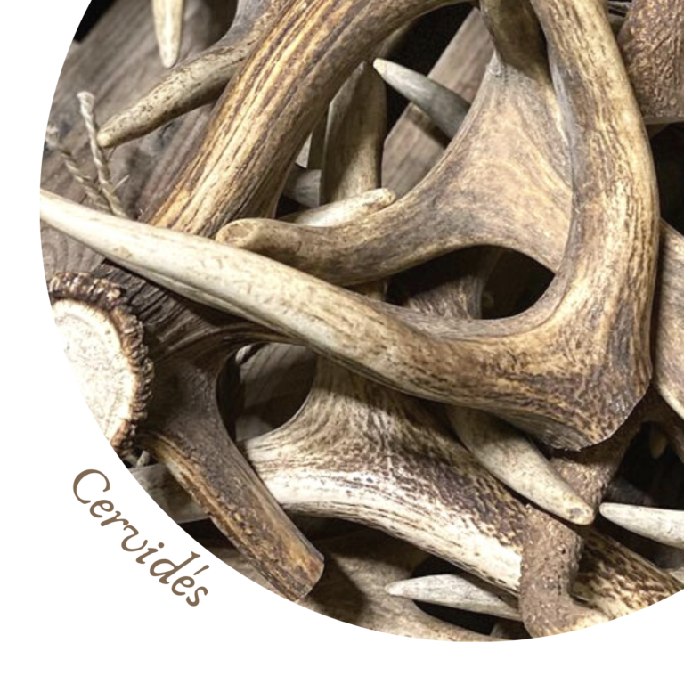 Deer antler