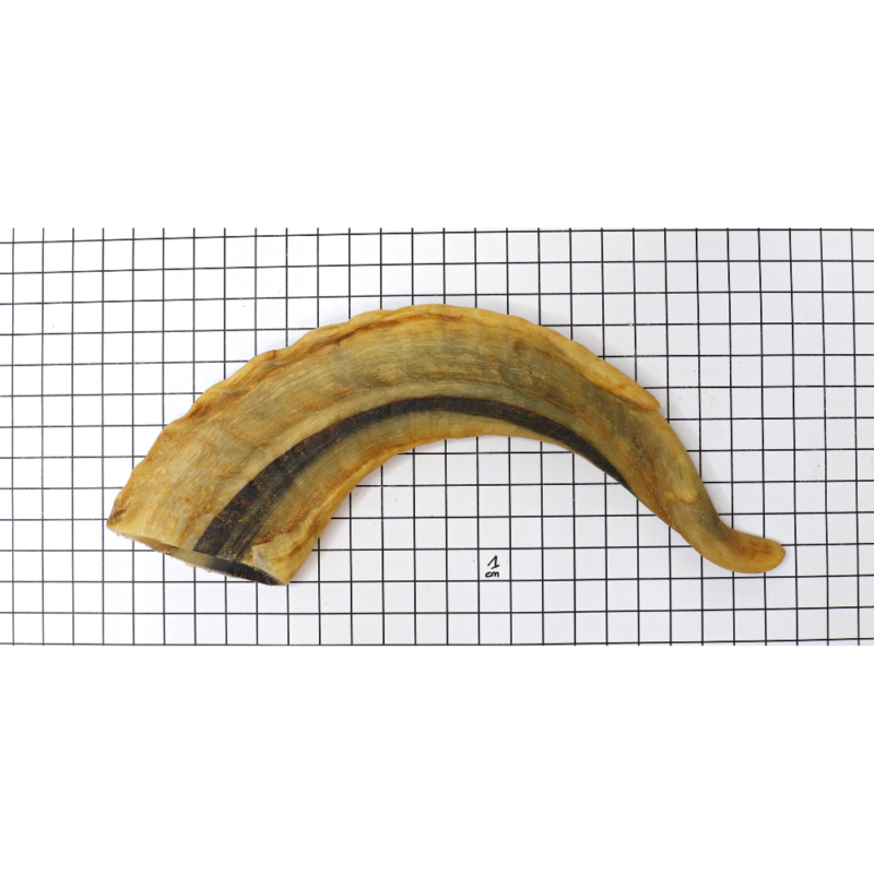 Corne D'appel En Corne De Bélier Authentique – Très Bon état – Instrument Ancien
