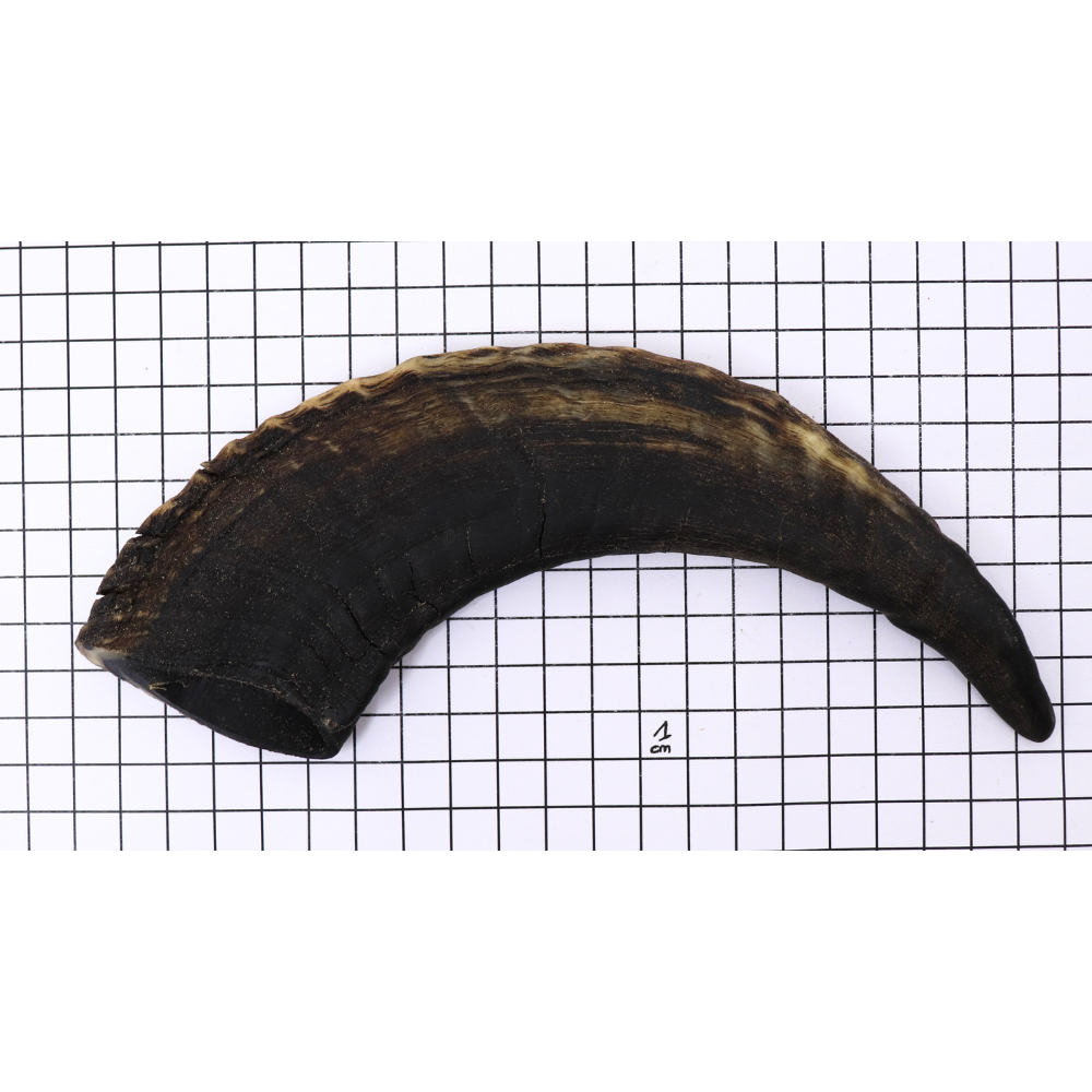 Corne d'appel Elless 33 cm - Armurerie Respect The Target SARL