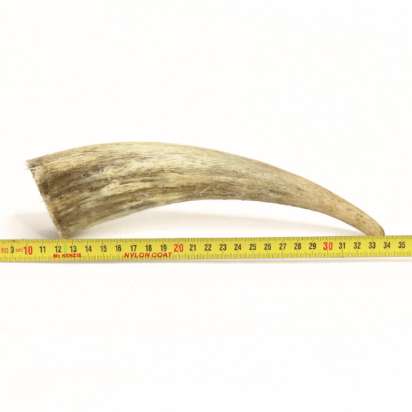 Pointe de corne de Zébu XL - Muzard SARL Matière précieuse et rare