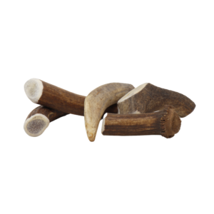 bois de cerf mastication chien