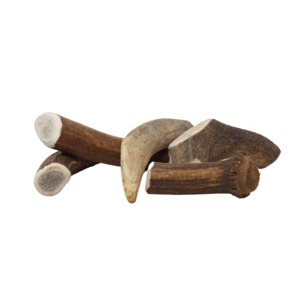 bois de cerf mastication chien