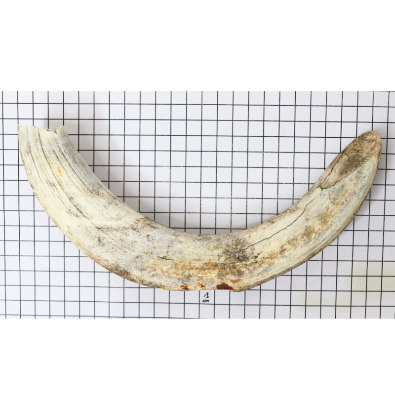 Trophée De Chasse Taxidermie - Museau De Phacochère Avec Défenses - Afrique Du Sud